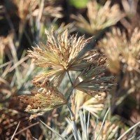 Spinifex littoreus (Burm.f.) Merr.